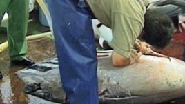 Bluefin tuna being cut up on board a Japanese fishing vessel