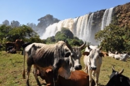 The Niles water are vital for farming, livestock and human consumption.