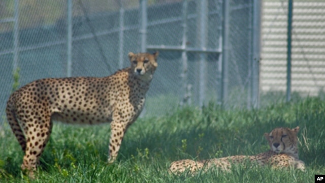 The National Zoo opened a cheetah science facility in 2007 at its conservation center in Front Royal, VA.  Cheetahs are considered vulnerable.