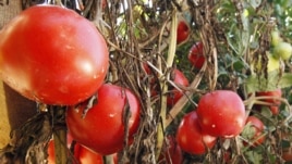 Tomatoes