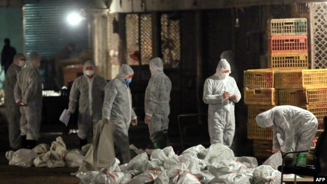 中国卫生工作人员在上海一处农贸批发市场收集装死鸡的袋子。