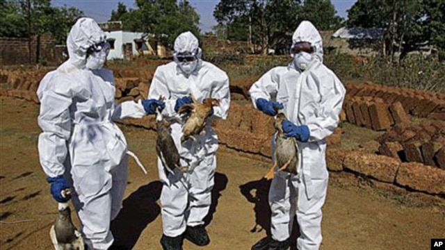 Health department officials and volunteers wear protective gear and cull birds in an effort to check for bird flu, at a poultry farm at Keranga village in Khurda district, India, January 13, 2012.