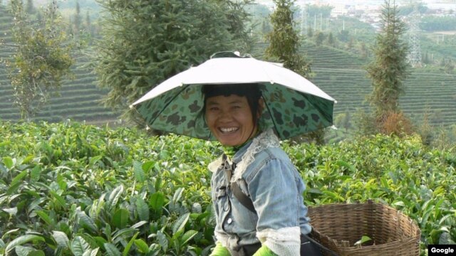 Coffee farm in China.