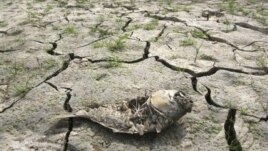 A dead fish on the cracked bed of a reservoir after months of severe drought, Seoul, South Korea, June 26, 2012.