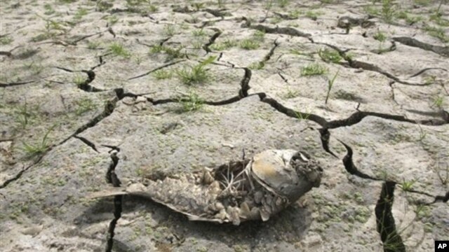 A dead fish on the cracked bed of a reservoir after months of severe drought, Seoul, South Korea, June 26, 2012.