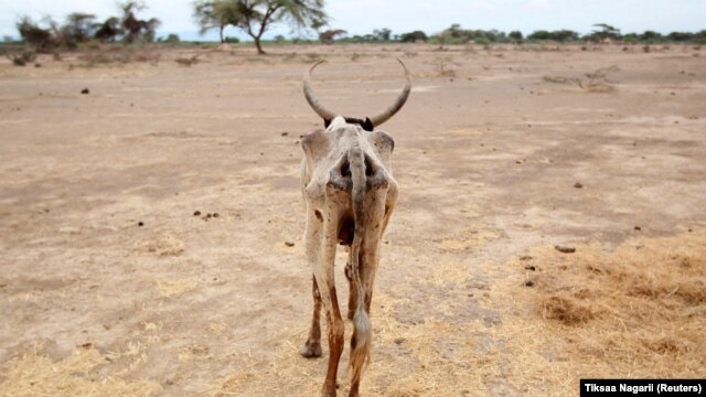 An emaciated cow walks in one of the drought stricken areas of Oromia region, in Ethiopia, April 28, 2016.