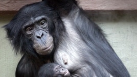 Three weeks old Bonobo baby Luebo is carried by his mother Lisala in a zoo in Wuppertal, Germany