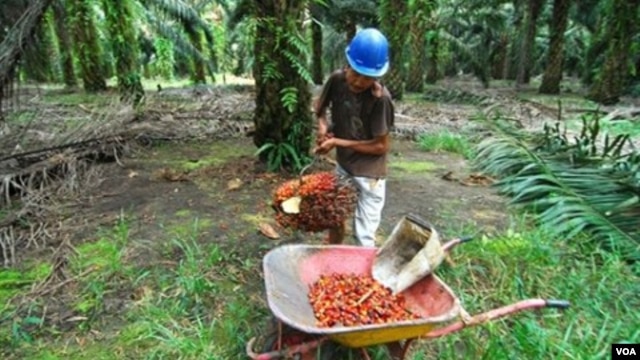 Seorang pekerja sedang memanen kelapa sawit di sebuah perkebunan di Pangkalan Bun, Kalimantan Tengah. (Foto: Dok)