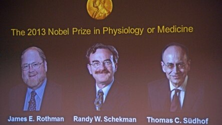 Giải Nobel Y học 2013 được trao cho 2 người Mỹ Randy Schekman và Thomas Suedhof và 1 người Đức Thomas Suedhof.