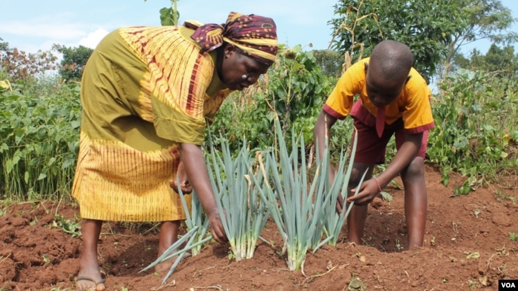 Solomon Walusimbi and his mother harvest a rare variety of leeks in their garden in Mukono, Uganda, July 22, 2014. (Hilary Heuler/VOA)