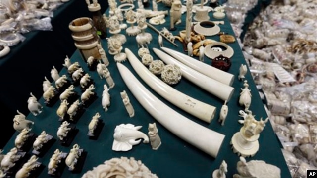 Ivory tusks and carvings are displayed at the New York State Department of Environmental Conservation office in Albany, N.Y, December 2012.