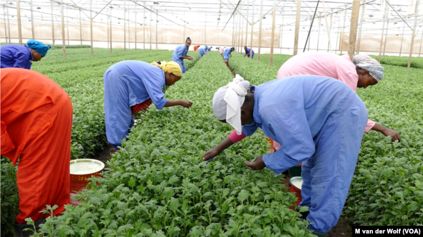 Workers at Maranque Plants are harvesting the cuttings produced for export in the Oromia region, Ethiopia.