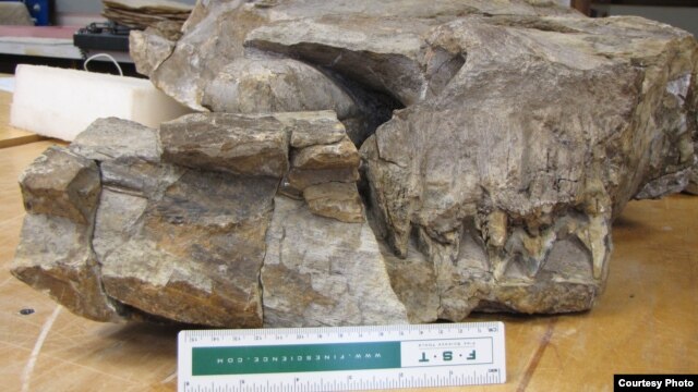 This is the right side of the Thalattoarchon skull during preparation in the Field Museum labs showing the upturned eyeball and the huge teeth in front of it. (Jorg Frobisch/Museum fur Naturkunde/National Geographic)
