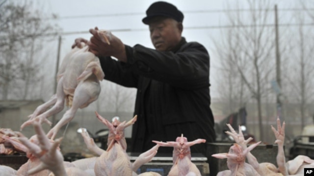 A Chinese vendor sells slaughtered chickens at an open air market in Shandong province on Feb. 9, 2010.