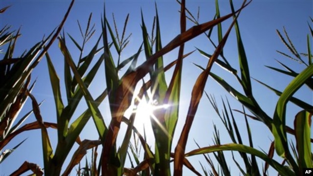 Scientists are working to add nutritional value to maize and other crops. (AP) 