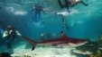 A shark swims past divers and snorkellers at the opening of Shark Bay, the world's largest man made lagoon system with a total water content of 5.4 million liters (1.4 million gallons) and housing some of the world's most feared sharks, at Seaworld on the