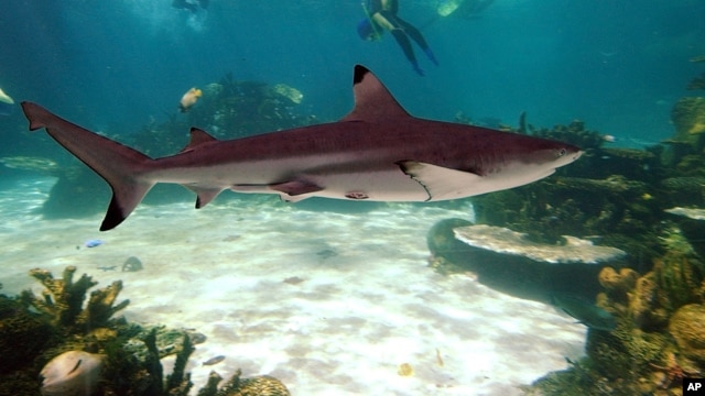 Ảnh minh họa: Một con cá mập bơi trong Vịnh Cá Mập ở miền tây Australia.