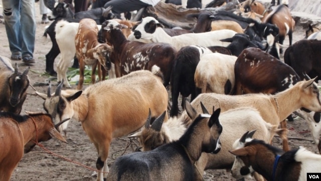 DRC herdsmen are losing their goats to a disease Ovine rinderpest. Authorities say about 25,000 goats have died of the disease and another 5,000 from infected herds have been slaughtered during the past six months, May 19, 2012. (N. Long)