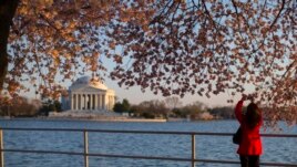 Lulëzimi i qershive në Uashington