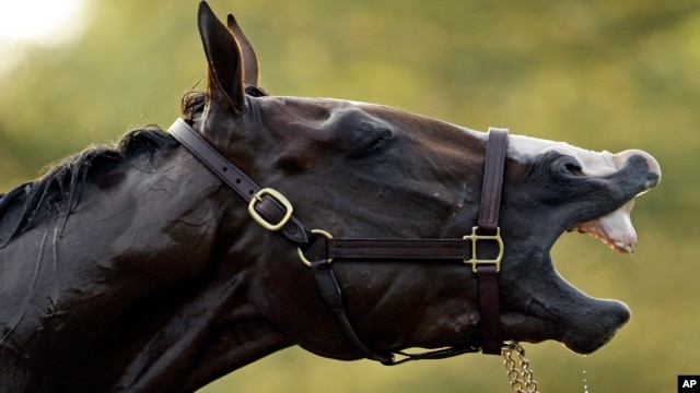 El potro Union Rags disfruta de un momento de distensión en el hipódromo de Churchill Downs antes de la carrera. (AP Photo/Charlie Riedel)