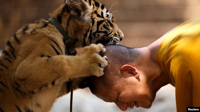 Một tu sĩ Phật giáo chơi đùa với một con hổ tại Đền Hổ ở Kanchanaburi, Thái Lan.