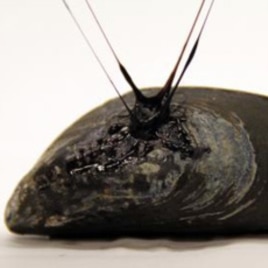 Mussels generate their own self-healing sticky material, which allows them to attach to rocks and to repair tiny tears caused by breaking waves and sand abrasion, but the elastic gel attached to this one was created in the laboratory.