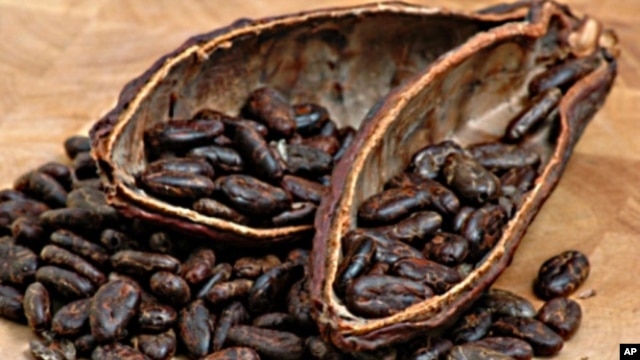 Scientists have unraveled the genetic code of chocolate, which could lead to an improved yield for farmers worldwide whose livelihoods depend on seeds from the cacao tree.