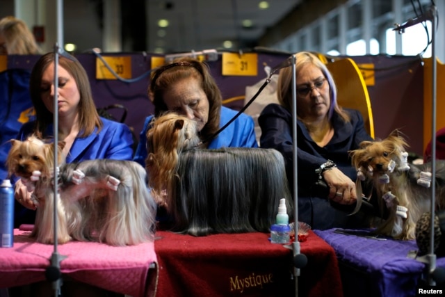 Yorkshire Terriers are groomed in the benching area before judging at the 2016 Westminster Kennel Club Dog Show in the Manhattan borough of New York City, February 15, 2016.