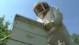 Raising Crops Linked to Declining Bee Population Worldwide