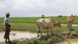 ျမန္မာလယ္သမားတဦး