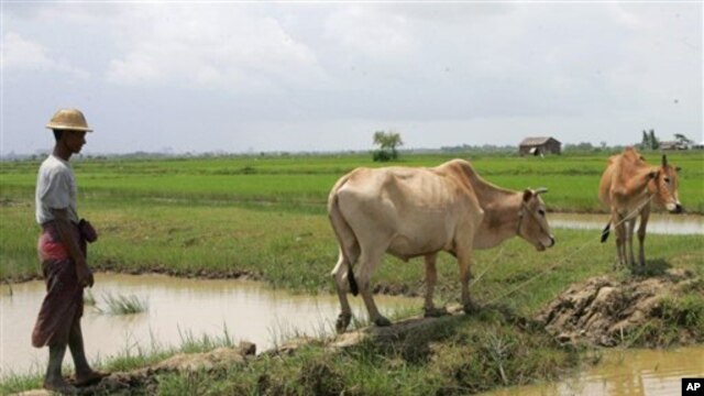 ျမန္မာလယ္သမားတဦး (ဓာတ္ပံု-ေအပီ) ၂၀၀၈ခုႏွစ္