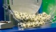 The winning Powerball numbers are shown after being drawn at the Florida Lottery studio in Tallahassee May 18, 2013. The winning numbers are 22, 10, 13, 14, 52, and the Powerball number is 11. 
