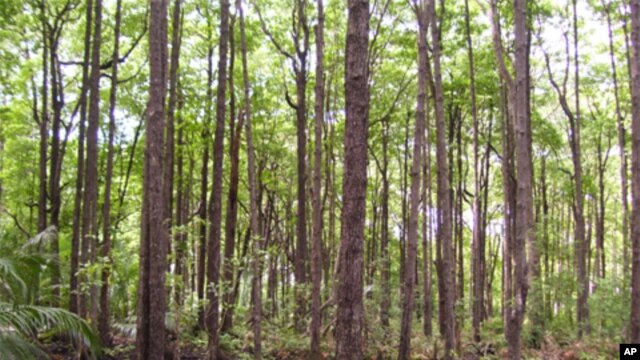 A tall mangrove forest on the island of Borneo. Mangroves often reside on thick sediment layers rich in organic matter, resulting in carbon storage exceeding most tropical forests.