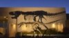 Rare T. Rex Leaves Montana, Heads to Smithsonian