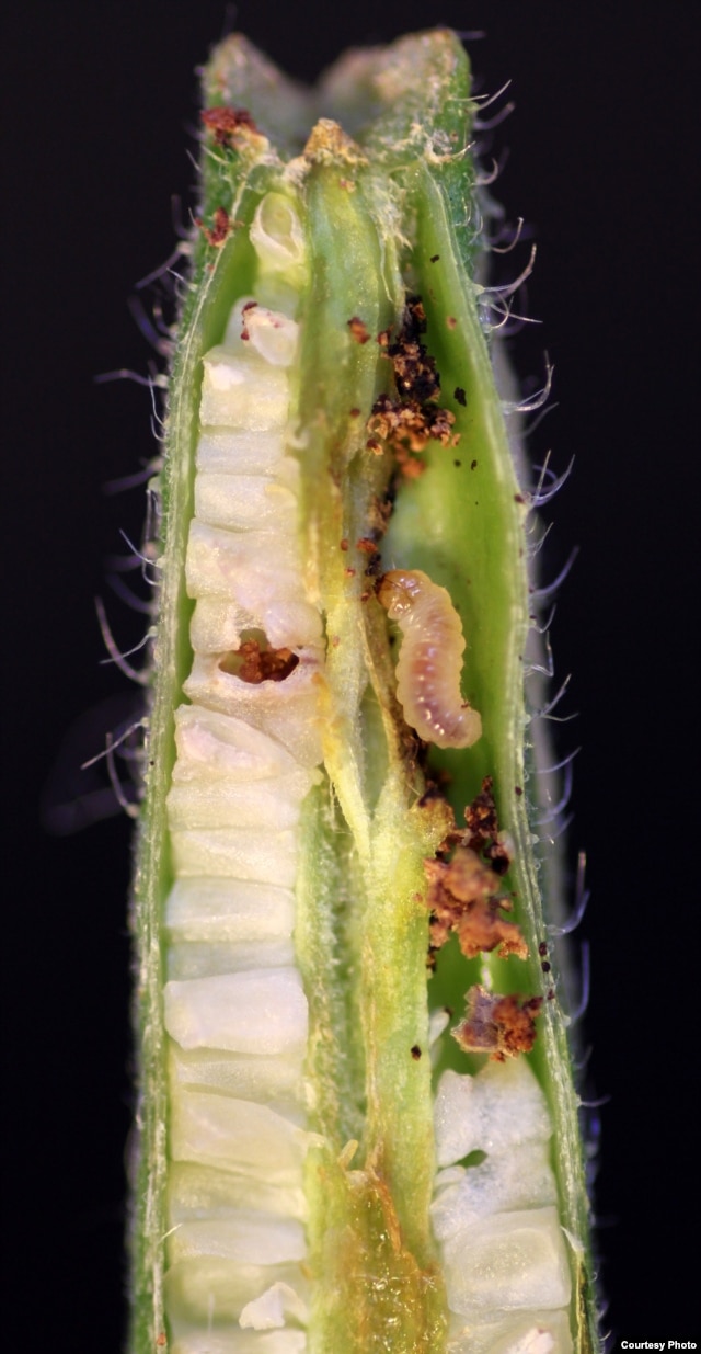 Seed predation on evening primrose fruit by Monpha brevivitella moth larva. (Credit: Marc Johnson)