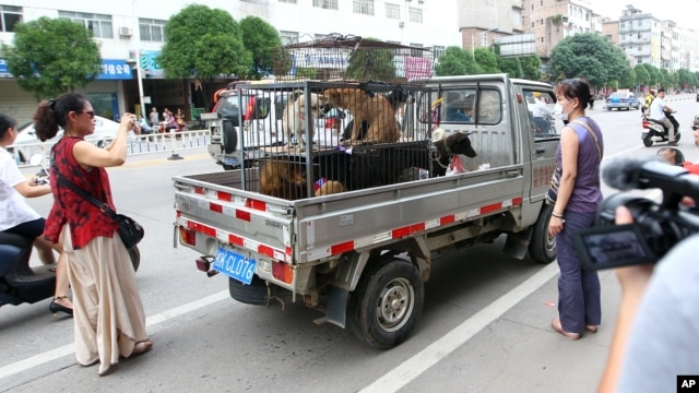 FILE - Activists intercept a truck in a Yulin dog meat market and bargain for the lives of animals on their way to slaughter, June 20, 2014.