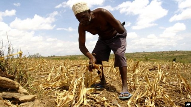 A farmer gathers arid corn crops on his farm in Kwale, Kenya (File Photo).