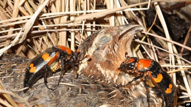 A pair of American burying beetles prepares to bury a bobwhite quail carcass.