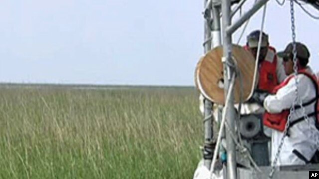 Oil clean-up in a Louisiana marsh
