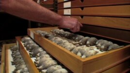 Dead birds which have been collected by the Field Museum of Chicago after their fatal collisions with buildings. Birds often mistake skyscraper lights for the stars they need to navigate. (Courtesy Wicked Delicate Films)