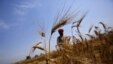 A farmer stands in his wheat field, which was damaged by unseasonal rains, at Vaidi village in the northern Indian state of Uttar Pradesh, March 25, 2015.