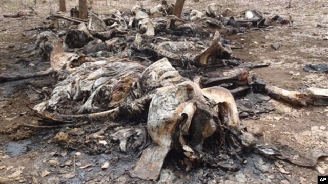Carcasses of elephants slaughtered by poachers in Boubou Ndjida National Park, Cameroon, Feb. 16, 2012.