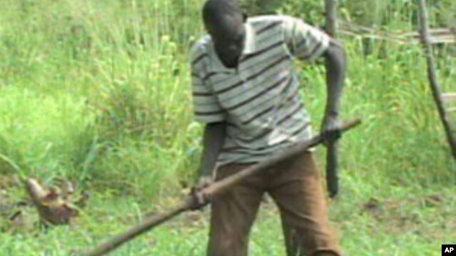 A farmer works the land in South Sudan where an annual report shows that 4.1 million people are at risk of going hungry this year, despite improved harvests. (AP)