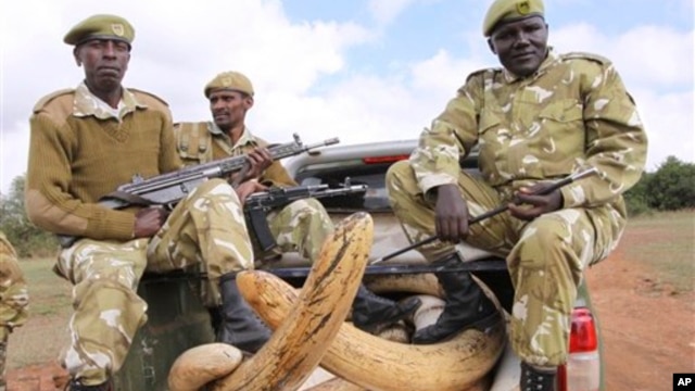 Petugas keamanan perlindungan satwa liar Kenya menjaga gading gajah di Taman Nasional Nairobi (Foto: dok). Polisi, bea-cukai, dan dinas kehutanan dari Asia, Afrika, dan Amerika Serikat telah mengumumkan diakhirinya operasi "Cobra" yang dinilai berhasil dalam upaya menegakkan hukum internasional terkait sindikat kejahatan satwa liar yang terorganisir, Senin (18/2).