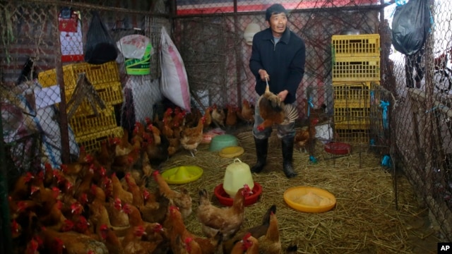 A worker catches a live chicken at a poultry market in Shanghai, China on April 5, 2013.