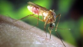 Virus Zapadnog Nila prenose komarci
