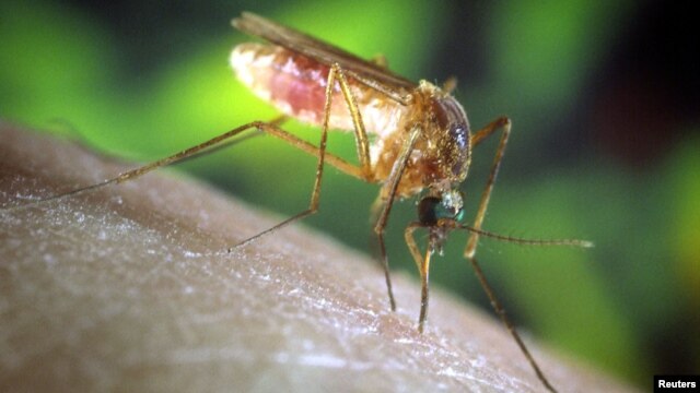 Virus Zapadnog Nila prenose komarci