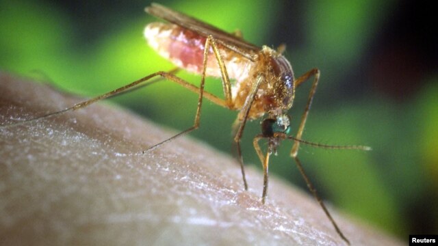 La infección es causada por un mosquito conocido como Culex Pipiens en la jerga científica, que con su picadura transmite un virus que produce fiebre, dolores de cabeza, fatiga, diarrea y erupciones cutáneas, entre otros síntomas. 