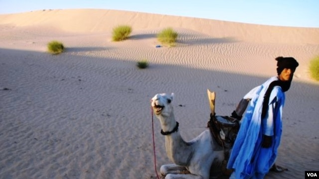 Moussa el Mouctar, an ethnic Tuareg from Timbuktu, with one of his camels, on the outskirts of Timbuktu, Mali, 2011-2012. (Douglas Post Park/Saharan Archaeological Research Association)
