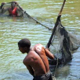 This Malawi fish farmer uses his pond waste water to irrigate his maize crop and boost his income.